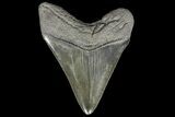 Serrated, Fossil Megalodon Tooth - Beautiful Meg Tooth #126052-2